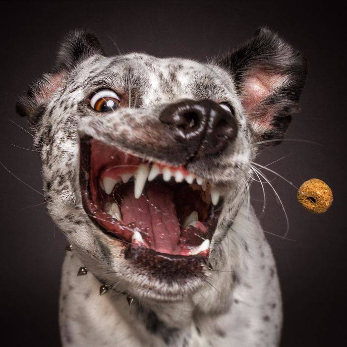 So lustig sehen Hunde aus, die Leckerlis fangen (30 neue Bilder) Spaß