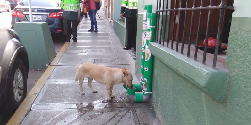 Polizisten stellen Futterund Wasserspender für streunende Hunde auf